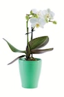 Mini-Phalaenopsis in Keramik im Angebot bei Lidl in Kassel Mini-Phalaenopsis in Keramik Angebote bei Lidl Kassel für 3,99 €