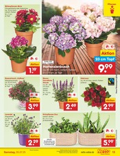 Lavendel im Netto Marken-Discount Prospekt in Osnabrück Aktueller Netto Marken-Discount Prospekt mit Lavendel, "Aktuelle Angebote", Seite 14