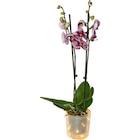 Orchidée lumineuse en promo chez Carrefour Orchidée lumineuse dans le catalogue Carrefour