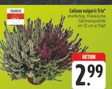 Calluna vulgaris Trio bei E center im Rödental Prospekt für 2,99 €