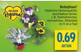 Herbstpflanze im Angebot bei diska in Coburg Herbstpflanze Angebote bei diska Coburg für 0,69 €