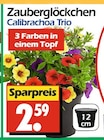 Zauberglöckchen Calibrachoa Trio bei Wreesmann im Süderbrarup Prospekt für 2,59 €