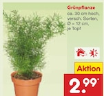 Aktuelles Grünpflanze Angebot bei Netto Marken-Discount in Bielefeld ab 2,99 €