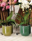 Orchidée phalaenopsis forme - Super U à Nîmes Orchidée phalaenopsis forme en promo chez Super U Nîmes à 15,99 €