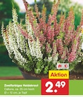 Zweifarbiges Heidekraut Angebot in Rudelzhausen Zweifarbiges Heidekraut im aktuellen Prospekt bei Netto Marken-Discount in Rudelzhausen