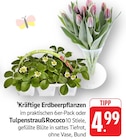 Kräftige Erdbeerpflanzen Angebote bei E center Albstadt für 4,99 €