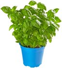Bio Basilikum Angebote von Naturland bei REWE Ingolstadt für 1,49 €