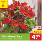Aktuelles Weihnachtsstern Busch Angebot bei Netto Marken-Discount in Bremerhaven ab 4,99 €