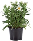 Plante à massif - Lidl à Poitiers Plante à massif en promo chez Lidl Poitiers à 1,99 €