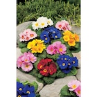 Primevère à Carrefour dans Labeuvrière Primevère à Carrefour dans Labeuvrière