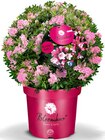Rhododendron 'Bloombux' Kugel Angebote von Bloombux bei Hagebaumarkt Wolfsburg für 29,99 €