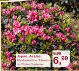 Japan. Azalee Angebote bei Garten-Center Nordharz GmbH & Co. KG Hildesheim für 6,99 €