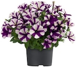 Pétunia - Lidl à Dijon Pétunia en promo chez Lidl Dijon à 1,24 €