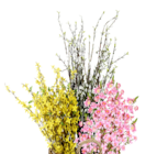 Forsythienstängel Angebote bei Thomas Philipps Emden für 3,98 €