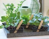 Feldgemüse Angebote bei ROSENGUT Langerwisch Potsdam für 2,29 €