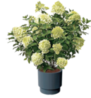 Rispenhortensie Angebote bei Thomas Philipps Bergkamen für 1,99 €