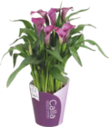 CALLA - GARDENLINE en promo à 5,99 € chez Aldi CALLA - GARDENLINE dans le catalogue Aldi
