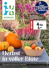 Blumen Ostmann Prospekt für Oldenburg mit 8 Seiten Blumen Ostmann Prospekt "Herbst in voller Blüte" für Oldenburg, 8 Seiten, 26.09.2026 - 02.10.2026