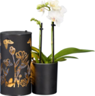 Orchidée en pot design lumineux à Lidl dans Pontvallain