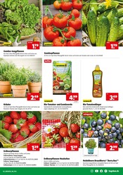 Aktueller Hagebaumarkt Prospekt mit Tomatenpflanze, "UNSERE JUBILÄUMS KNALLER", Seite 11
