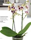 Schmetterlings-Orchidee  im aktuellen OBI Prospekt für 9,99 €