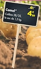 Promo Camel à 4,99 € dans le catalogue Point Vert à Soumoulou