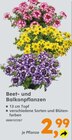 Aktuelle Pflanzen Angebote bei Globus-Baumarkt in Trier Aktuelles Beet- und Balkonpflanzen Angebot bei Globus-Baumarkt in Trier ab 2,99 €