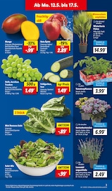 Ähnliche Buchsbaum Angebote im Prospekt "LIDL LOHNT SICH" von Lidl in Mönchengladbach Ähnliche Angebote wie Buchsbaum im Prospekt "LIDL LOHNT SICH" auf Seite 3 von Lidl in Mönchengladbach