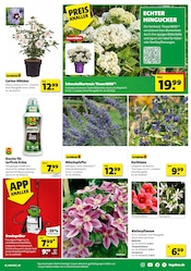 Aktueller Hagebaumarkt Prospekt mit Hortensie, "BRING DEIN ZUHAUSE ZUM STRAHLEN", Seite 3