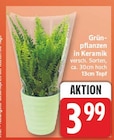 Grünpflanzen in Keramik für 3,99 € bei EDEKA im Angebot Grünpflanzen in Keramik im aktuellen EDEKA Prospekt