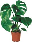 Kaufland Borken - Fensterblatt Angebot im Prospekt Fensterblatt bei Kaufland im Borken Prospekt für 7,99 €