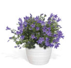 Glockenblume im OBI Prospekt Glockenblume von Grow by OBI im aktuellen OBI Prospekt für 4,49 €