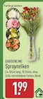 Spraynelken von GARDENLINE für 1,99 € bei ALDI Nord im Angebot Spraynelken von GARDENLINE im aktuellen ALDI Nord Prospekt