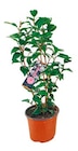 Kamelie Japonica im aktuellen Netto mit dem Scottie Prospekt