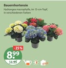 Bauernhortensie im Angebot bei V-Markt in Regensburg Bauernhortensie Angebote bei V-Markt Regensburg für 8,99 €