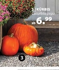 Aktuelle Kürbis Angebote bei Dehner Garten-Center in Darmstadt Aktuelles KÜRBIS Angebot bei Dehner Garten-Center in Darmstadt ab 6,99 €