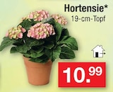 Aktuelles Hortensie Angebot bei Zimmermann in Wiesbaden ab 10,99 €