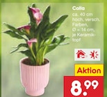 Calla bei Netto Marken-Discount im Germering Prospekt für 8,99 €