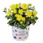 Chrysanthème multifleurs en promo chez Lidl Saint-Ouen à 2,51 €