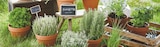 Promo Plante Aromatique Pot 1 Litre - Basilic à 3,59 € dans le catalogue Intermarché à Chambon-sur-Voueize