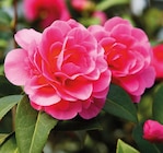 Camélia de Jardin à 9,99 € dans le catalogue Delbard