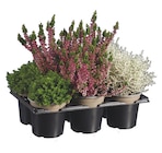 Lidl Ettenheim - Herbstmix Angebot im Prospekt Herbstmix bei Lidl im Ettenheim Prospekt für 6,99 €
