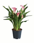 Calla Mix bei Lidl im Prospekt "" für 5,99 €