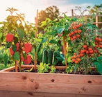 Gemüsepflanzen bei Netto Marken-Discount im Glashütte Prospekt für 1,79 €