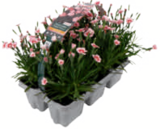 Nelke „Peach Party“/„Pink Kisses“ 12-cm-Topf Angebote bei toom Baumarkt Kiel für 3,49 €
