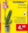 Orchideen bei Zimmermann im Reddeber Prospekt für 4,49 €