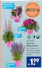 Premium-Blütenfreude von GARDENLINE für 1,99 € bei ALDI SÜD im Angebot Premium-Blütenfreude von GARDENLINE im aktuellen ALDI SÜD Prospekt