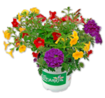 Bunter Pflanzenmix im Angebot bei Penny in Ulm Bunter Pflanzenmix Angebote bei Penny Ulm für 2,49 €