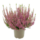 Knospenheide im Angebot bei toom Baumarkt in Bergkamen Knospenheide Angebote bei toom Baumarkt Bergkamen für 1,29 €