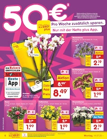 Chrysantheme im Netto Marken-Discount Prospekt "Aktuelle Angebote" mit 67 Seiten (Bochum)